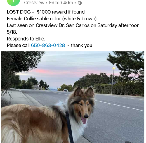 Lost Female Dog last seen Crestview Drive, San Carlos, CA 94070