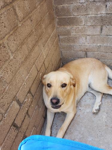 Lost Female Dog last seen walmart, El Paso, TX 79904