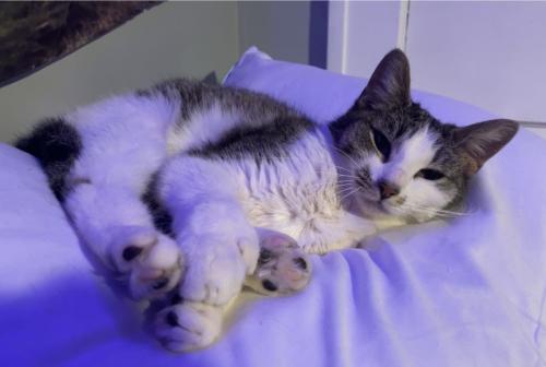 Lost Female Cat last seen Porter Road near Royal Park apmts , Niagara Falls, NY 14304
