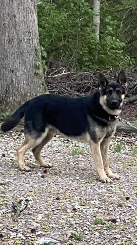 Lost Male Dog last seen W Franklin Rd Evansville , Evansville, IN 47712