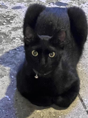 Lost Male Cat last seen He usually lurks around the boat hse, or the plazas near the area., Fort Pierce, FL 34946