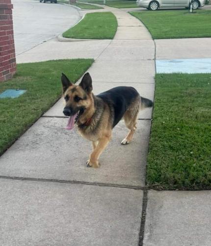 Found/Stray Male Dog last seen Fm 157 and Hwy 287, Mansfield, TX 76063