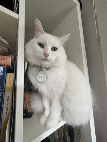Lost Female Cat last seen South creek and Pittwater, Dee Why, NSW 2099