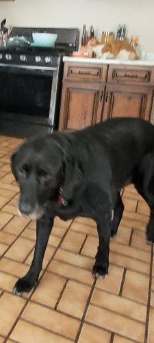 Lost Male Dog last seen 7th st and Greenway ave n. ** Near Tartan High School**, Oakdale, MN 55128