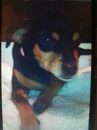 Lost Female Dog last seen 99th Ave and Lower Buckeye, Tolleson, AZ 85353