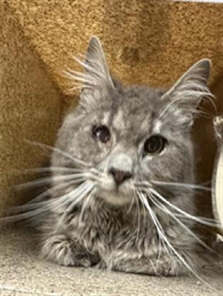 Shelter Stray Male Cat last seen , Quartz Hill, CA 93536