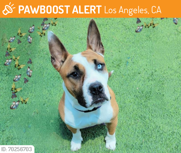 Shelter Stray Female Dog last seen , Los Angeles, CA 91405