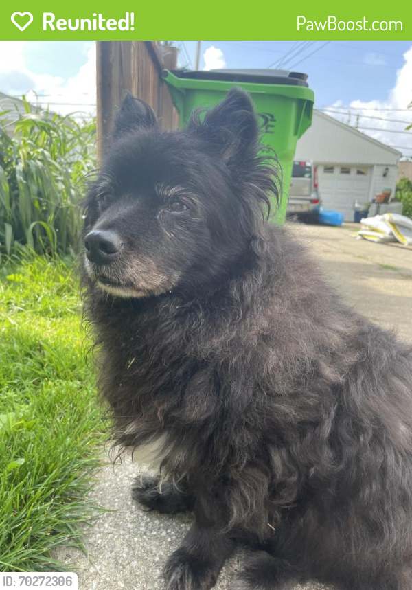 Reunited Male Dog last seen Princeton/Merrymound, South Euclid, OH 44124
