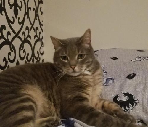 Lost Male Cat last seen King George and 160th St, Surrey, BC V4A 4X5
