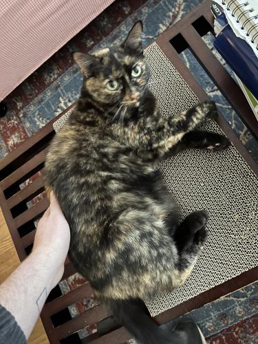 Lost Female Cat last seen By Alberta Park, 22nd Ave and ingsworth , Portland, OR 97211