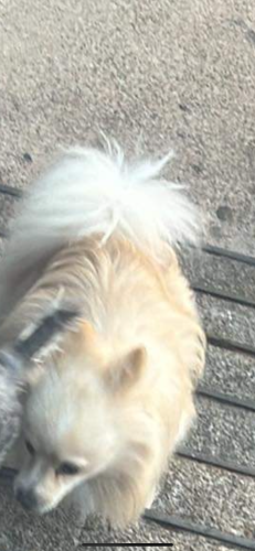 Lost Male Dog last seen Adams Elementary School, Arlington, TX 76010
