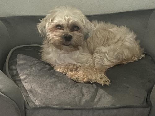 Lost Female Dog last seen Imperial/Richcrest Drive, Houston, TX 77060