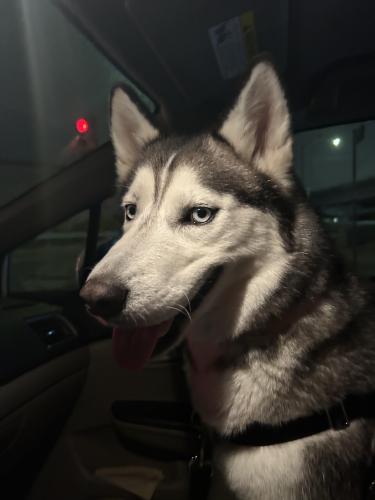 Found/Stray Unknown Dog last seen vine and willoughby in hollywood, Los Angeles, CA 90038