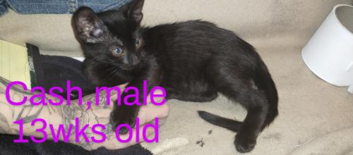 Lost Male Cat last seen Near Sunset Road Henderson NV 89014, Henderson, NV 89014