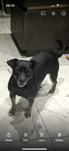 Lost Female Dog last seen Park Drive,Romford, Greater London, England RM1