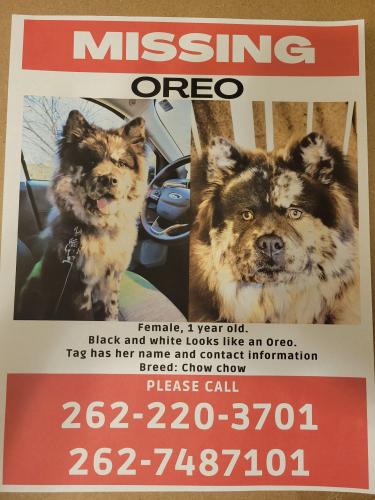 Lost Female Dog last seen 17th Ave and 37th street kenosha Wi 53140, Kenosha, WI 53140