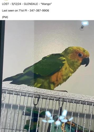 Lost Unknown Bird last seen Centra Avenue and Myrtle Avenue, Queens, NY 11385