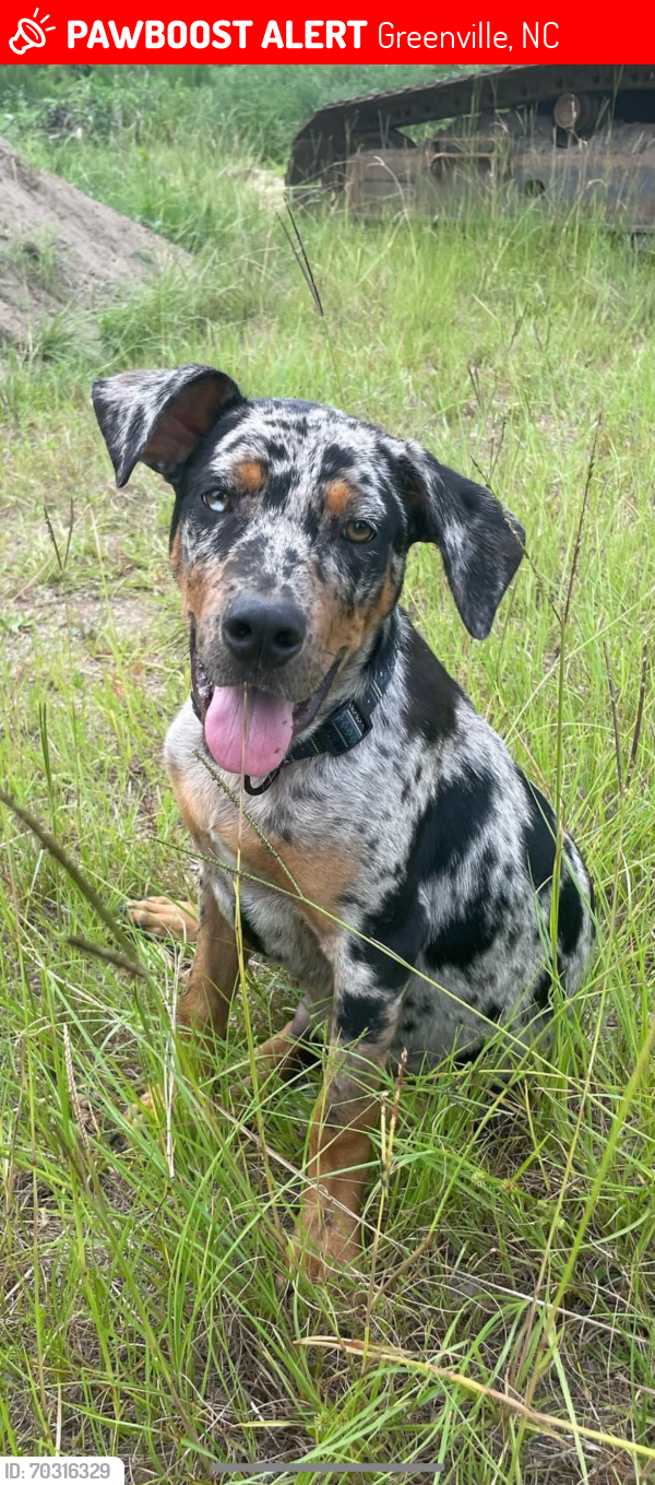 Lost Male Dog last seen Stokes road Greenville nc, Greenville, NC 27834