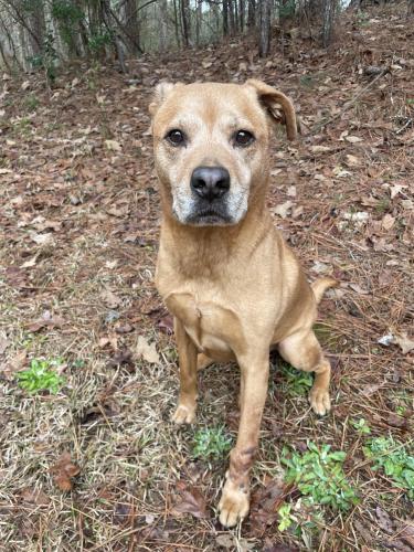 Lost Female Dog last seen Poplar Place Neighborhood, Harris County, GA 31808