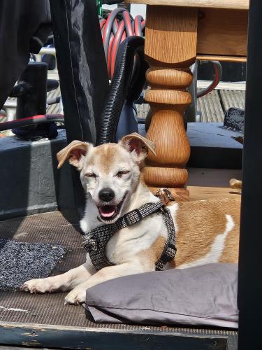 Lost Female Dog last seen Packet boat marina uxbridge , Cowley, England 