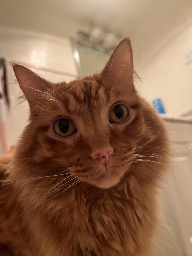 Lost Male Cat last seen Royal Lane and 75, Dallas, TX 75230