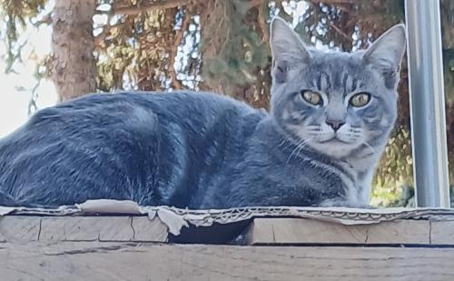 Lost Female Cat last seen Se 99th Ave and oak st, Portland, OR 97216