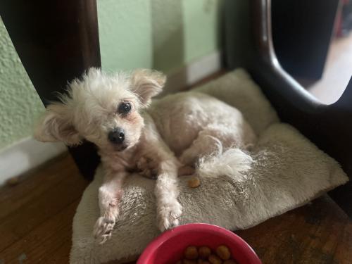 Lost Female Dog last seen Acme , San Antonio, TX 78237