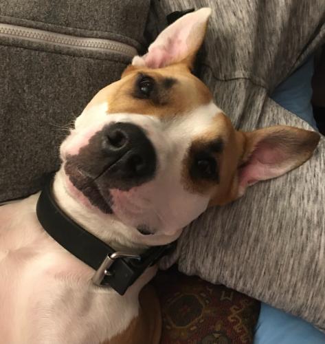 Lost Male Dog last seen Intersection of Manchester and waterloo , Akron, OH 44314