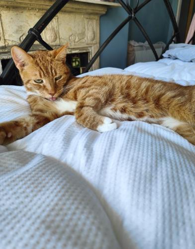Lost Male Cat last seen Tooting market , Greater London, England SW17 8PW