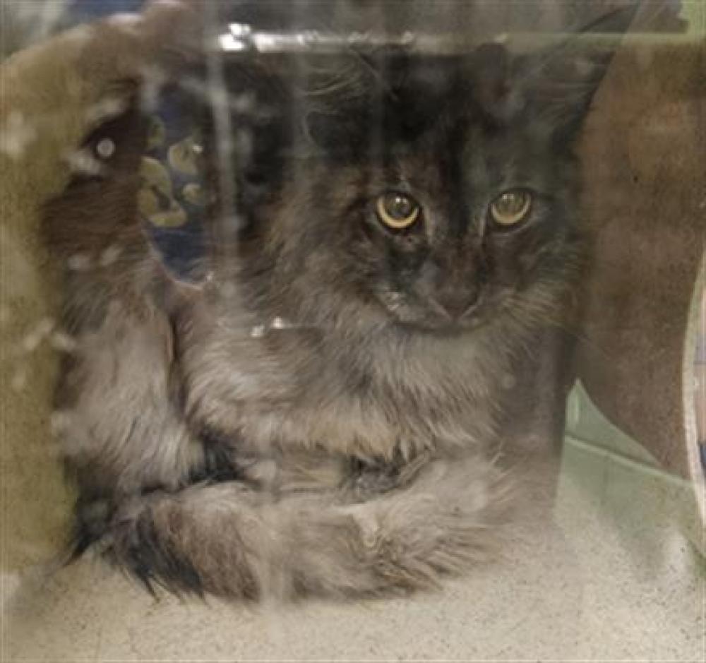 Shelter Stray Unknown Cat last seen Near BLOCK PENNINGTON DR - 1 DAY, Murfreesboro, TN 37129