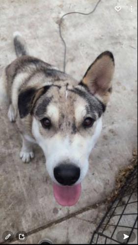 Lost Male Dog last seen Van Ness and 78th Place, Los Angeles, CA 90045