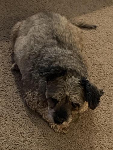 Lost Male Dog last seen Seville (Power and Chandler Heights) , Gilbert, AZ 85298