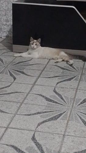 Lost Female Cat last seen Rua joão bodin , Jardim Aurora (Zona Leste), SP 08431-060