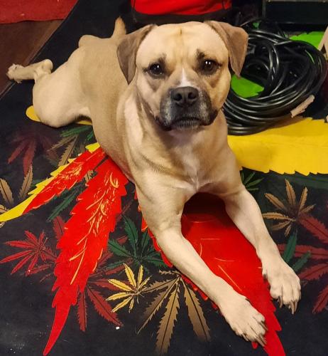 Lost Male Dog last seen Carpenter Road and Iona Street, Titusville, FL 32796