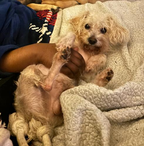 Lost Male Dog last seen Angie’s Beauty Supply on memorial drive , Stone Mountain, GA 30083