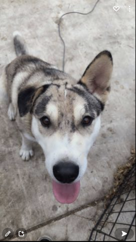 Lost Male Dog last seen West 78th Pl, Los Angeles, CA 90047