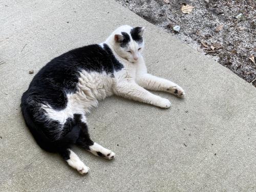 Lost Male Cat last seen SC State Farmers Market , West Columbia, SC 29172
