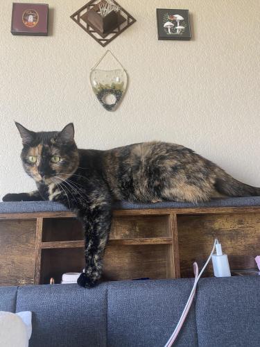 Lost Female Cat last seen powers and research, Colorado Springs, CO 80924