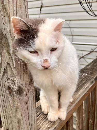 Lost Male Cat last seen Maxwell Road & Hopper Road, Rendon, TX 76028