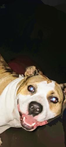 Lost Female Dog last seen Henderson /fogg, Fort Worth, TX 76110