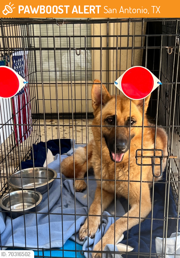 Found/Stray Male Dog last seen Bittters and Bluff Manor, San Antonio, TX, San Antonio, TX 78216