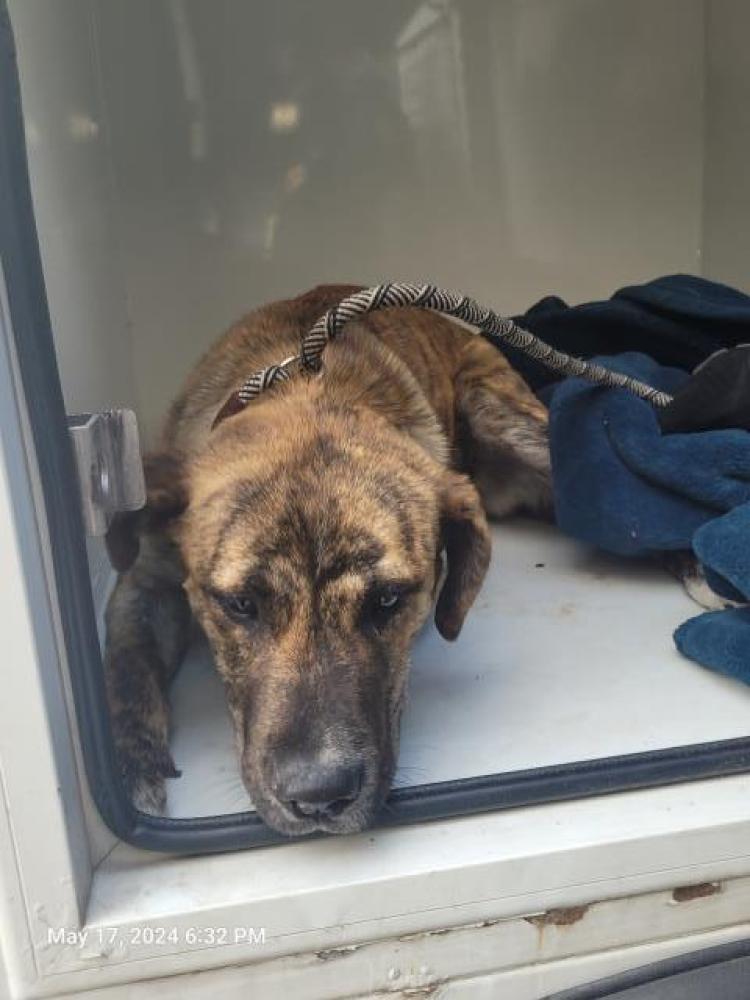 Shelter Stray Female Dog last seen Near BLOCK WABASH ST, DETROIT, MI 48238, Detroit, MI 48211