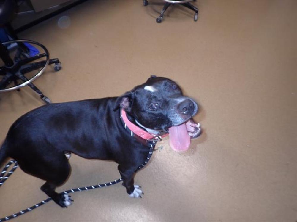 Shelter Stray Female Dog last seen ST PETERS, St. Peters, MO 63376