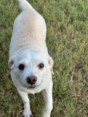 Lost Male Dog last seen Near Adair Dr , Austin, TX 78754