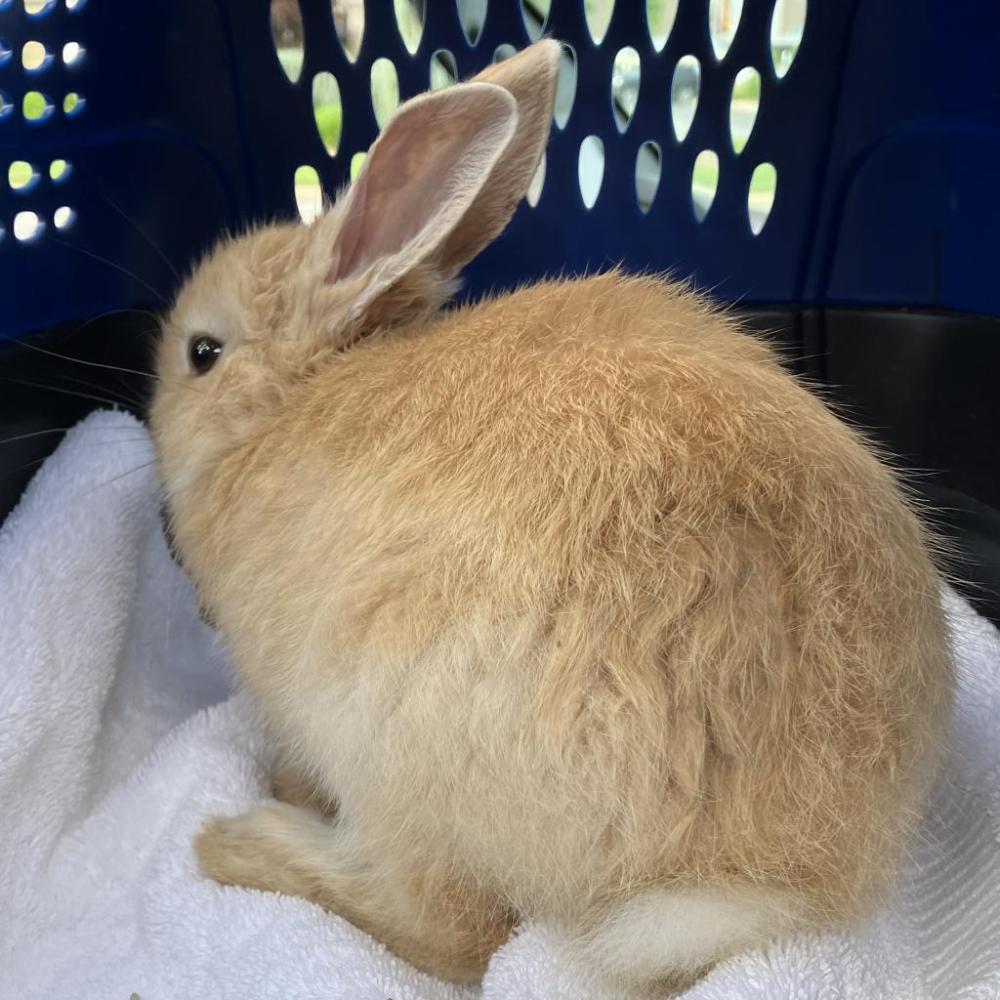 Shelter Stray Unknown Rabbit last seen , Greensboro, NC 27409