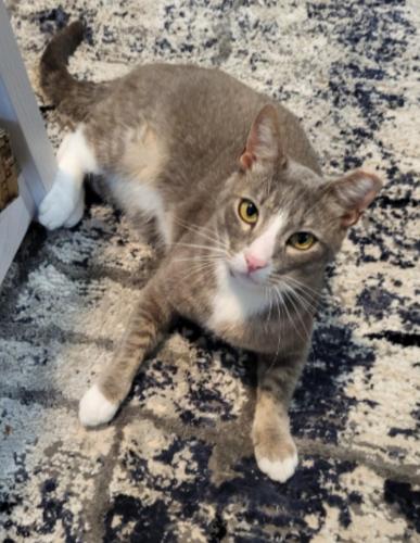 Lost Male Cat last seen Kendal Green Cir, College Station, TX 77845