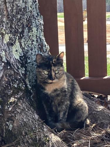 Lost Female Cat last seen Harris Village, Mooresville, NC 28115