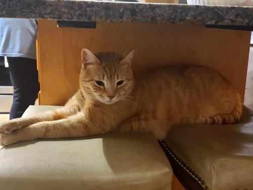 Lost Male Cat last seen Wyndham and windermere by lone lane park , Upper Macungie Township, PA 18104