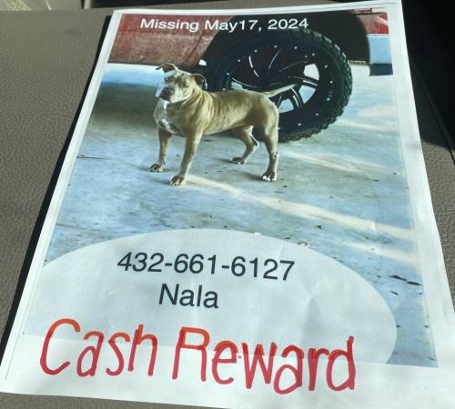 Lost Female Dog last seen Near Dollar General on SH 349, Midland, TX 79706