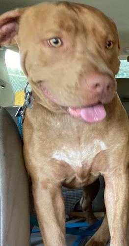 Lost Male Dog last seen Weber St & Mcardle St, Corpus Christi, TX 78411